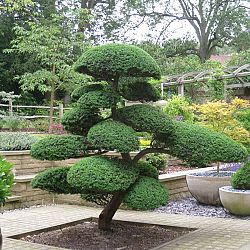Bonsai en Nishikigoi, een harmonieuze combinatie: afbeelding 13