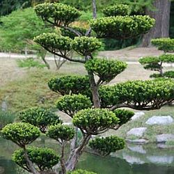 Bonsai en Nishikigoi, een harmonieuze combinatie: afbeelding 14