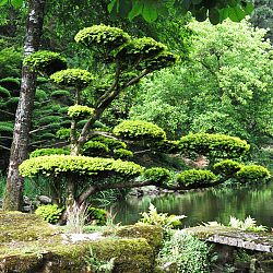 Bonsai en Nishikigoi, een harmonieuze combinatie: afbeelding 15