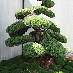 Bonsai en Nishikigoi, een harmonieuze combinatie: afbeelding 16