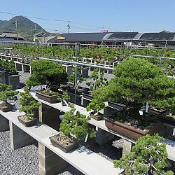 Bonsai en Nishikigoi, een harmonieuze combinatie: afbeelding 1