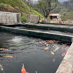 Chuanjang Koi Company: afbeelding 5