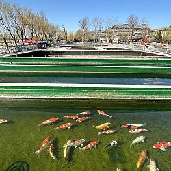 Chuanjang Koi Company: afbeelding 6