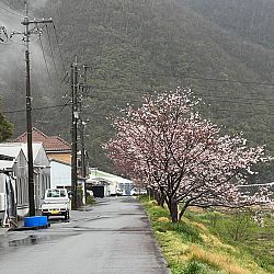 Dag 1 Japan - 3 april: afbeelding 1