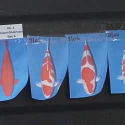 Dag 2 van de Belgische Koi Show: afbeelding 2