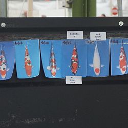 Dag 2 van de Belgische Koi Show: afbeelding 3