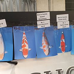 Dag 2 van de Belgische Koi Show: afbeelding 4