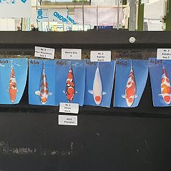 Dag 2 van de Belgische Koi Show: afbeelding 5