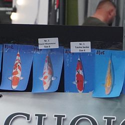 Dag 2 van de Belgische Koi Show: afbeelding 1