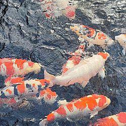 Dag 2 van onze zoektocht naar koi in Japan: afbeelding 3