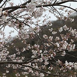 Dag 3 Japan: afbeelding 6