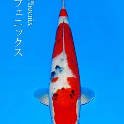 Dag 3 Japan: afbeelding 8