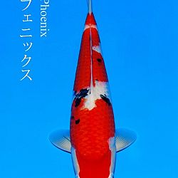 Dag 3 Japan: afbeelding 9