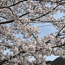 Dag 3 Japan: afbeelding 11
