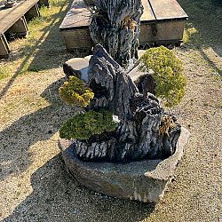 Dag 4, de dag van de bonsai: afbeelding 3