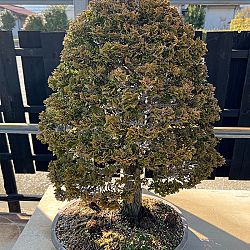 Dag 4, de dag van de bonsai: afbeelding 4