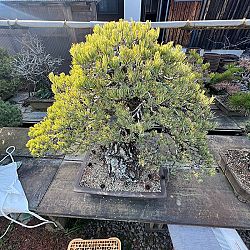 Dag 4, de dag van de bonsai: afbeelding 5