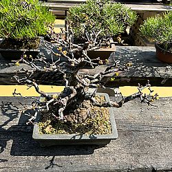 Dag 4, de dag van de bonsai: afbeelding 6