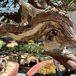 Dag 4, de dag van de bonsai: afbeelding 7