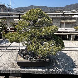 Dag 4, de dag van de bonsai: afbeelding 8