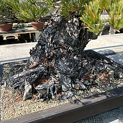 Dag 4, de dag van de bonsai: afbeelding 9