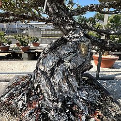 Dag 4, de dag van de bonsai: afbeelding 10