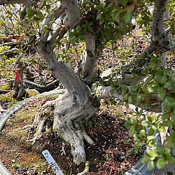 Dag 4, de dag van de bonsai: afbeelding 11