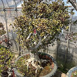 Dag 4, de dag van de bonsai: afbeelding 12