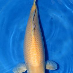 Dagboek van Interkoi Ameide: afbeelding 1