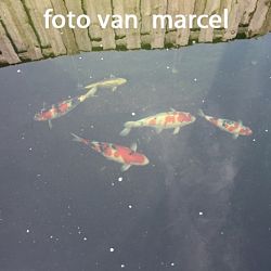 Dagen om niet te vergeten: afbeelding 24