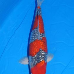 De 52ste Nogyo-sai Nishikigoi Show: afbeelding 18