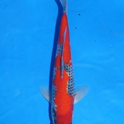 De 52ste Nogyo-sai Nishikigoi Show: afbeelding 20