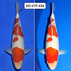 De azukari: afbeelding 1