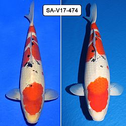 De azukari: afbeelding 2