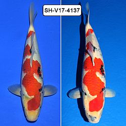 De azukari: afbeelding 3