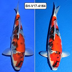 De azukari: afbeelding 5