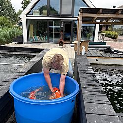 De bezige bij: afbeelding 3