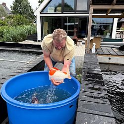 De bezige bij: afbeelding 7