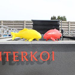 De dag van de tancho: afbeelding 2