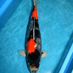 De dynamiek van het sumi: afbeelding 2
