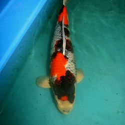 De dynamiek van het sumi: afbeelding 3