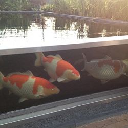 De eerste koi uit de mudpond is er: afbeelding 5