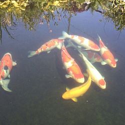 De eerste koi uit de mudpond is er: afbeelding 6