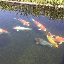 De eerste koi uit de mudpond is er: afbeelding 7