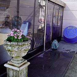 De euregio koishow: afbeelding 2