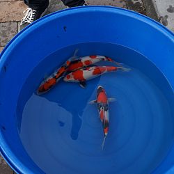 De kleintjes houden ook van koi: afbeelding 2