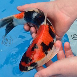 De kleintjes van Dennie en Peter: afbeelding 2