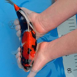 De kleintjes van Dennie en Peter: afbeelding 3