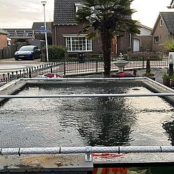 De kohaku van John en Inez: afbeelding 3