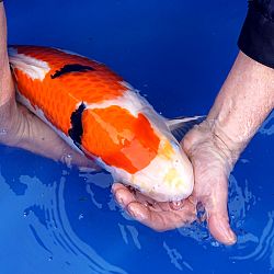 De koi uit de winteropvang: afbeelding 1